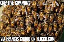 http://www.flickr.com/photos/fchungcw/5679412096/