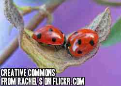 https://www.flickr.com/photos/rachel_s/2326984911/