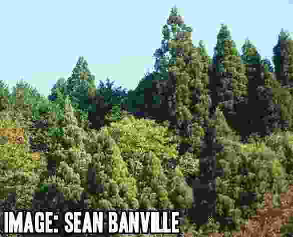 Sean Banville