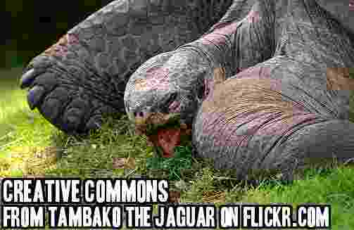 Tambako the Jaguar on Flickr.com