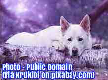 Dog Dreams - Breaking News English Lesson - ESL