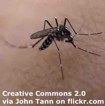 Mosquitoes Esl Lesson Plan Breaking News English Lesson