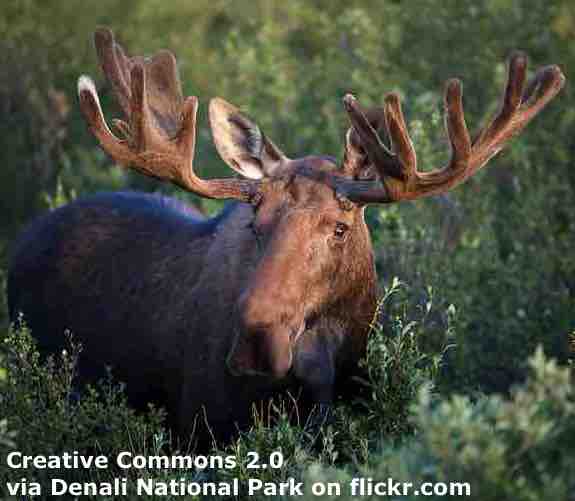 Moose ESL Lesson Plan Breaking News English Lesson