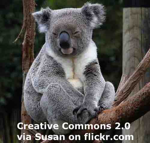 Koalas - ESL Lesson Plan - Breaking News English Lesson