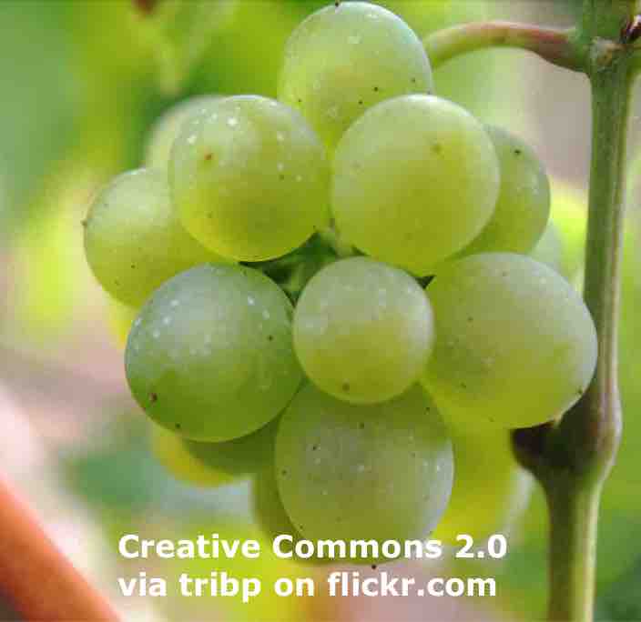 Grapes and Eyesight ESL Lesson Plan Breaking News English Lesson