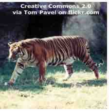 An ESL lesson on Zoo Pet Food - Zoo asks for unwanted pets to feed to big cats
