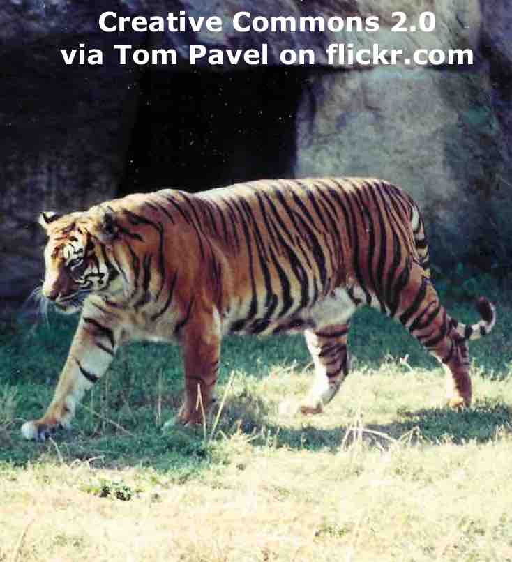 Zoo asks for unwanted pets to feed to big cats