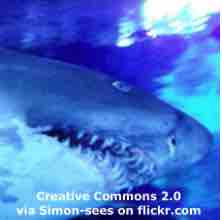 An ESL lesson on Sharks - Ocean acidification a danger to sharks' teeth