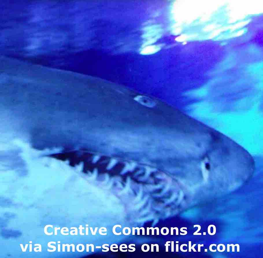 Ocean acidification a danger to sharks’ teeth