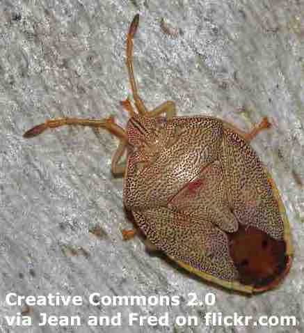 Stink Bugs - ESL Lesson Plan - Breaking News English Lesson