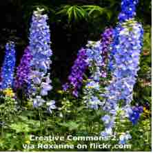 An ESL lesson on Toxic Flowers - Deadly flowers could help create new medicines