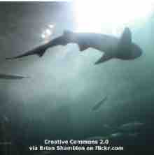 An ESL lesson on Influencers - Influencers risk shark bites for perfect photo